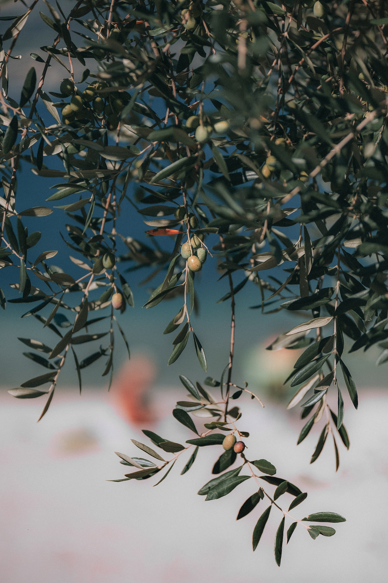 Olive oil tree